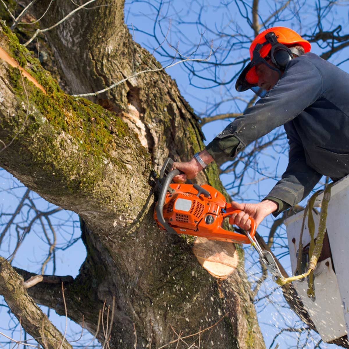 Tree Removal