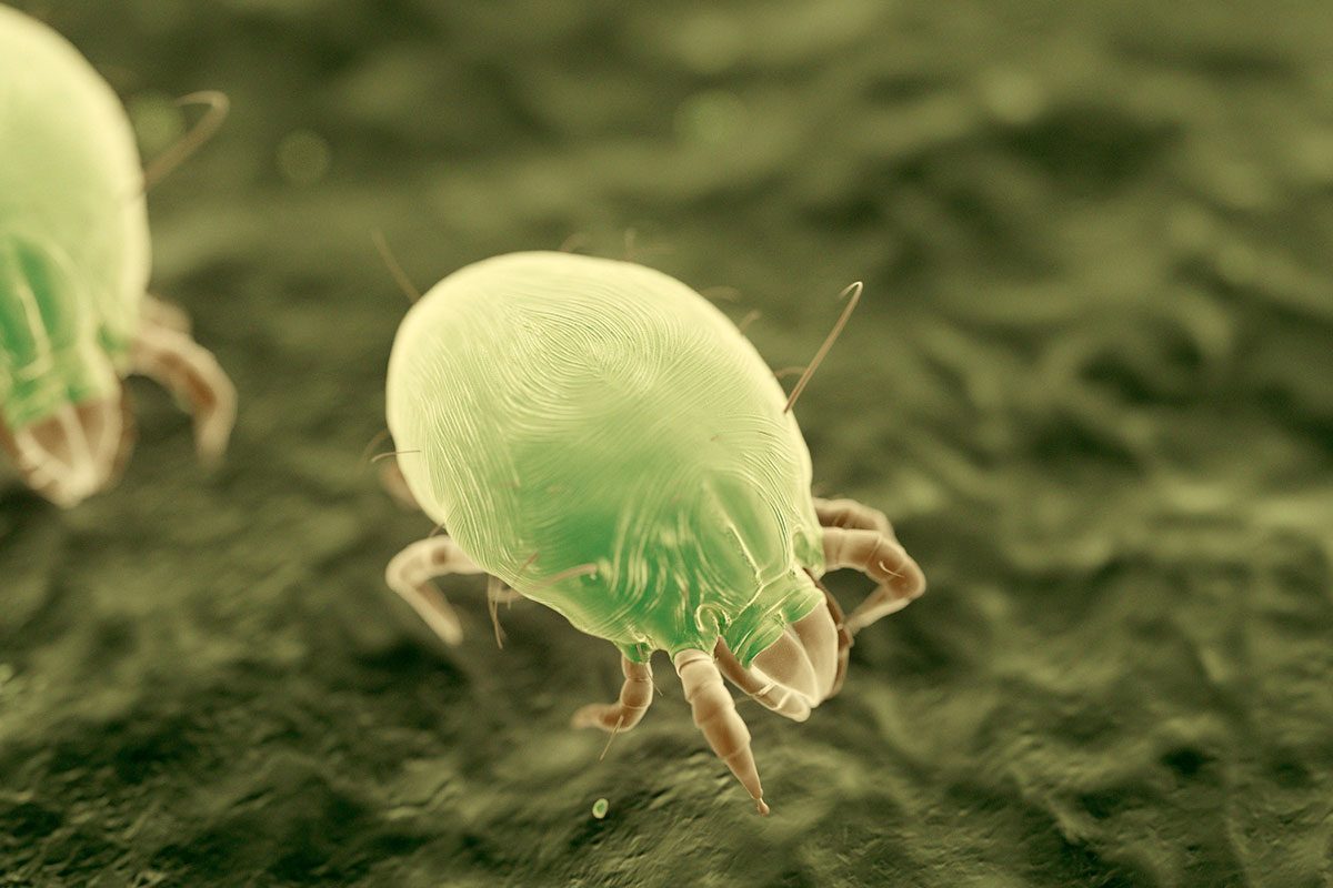 Do Dust Mites Bite?