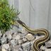 How to Keep Snakes Away from Your Yard and House