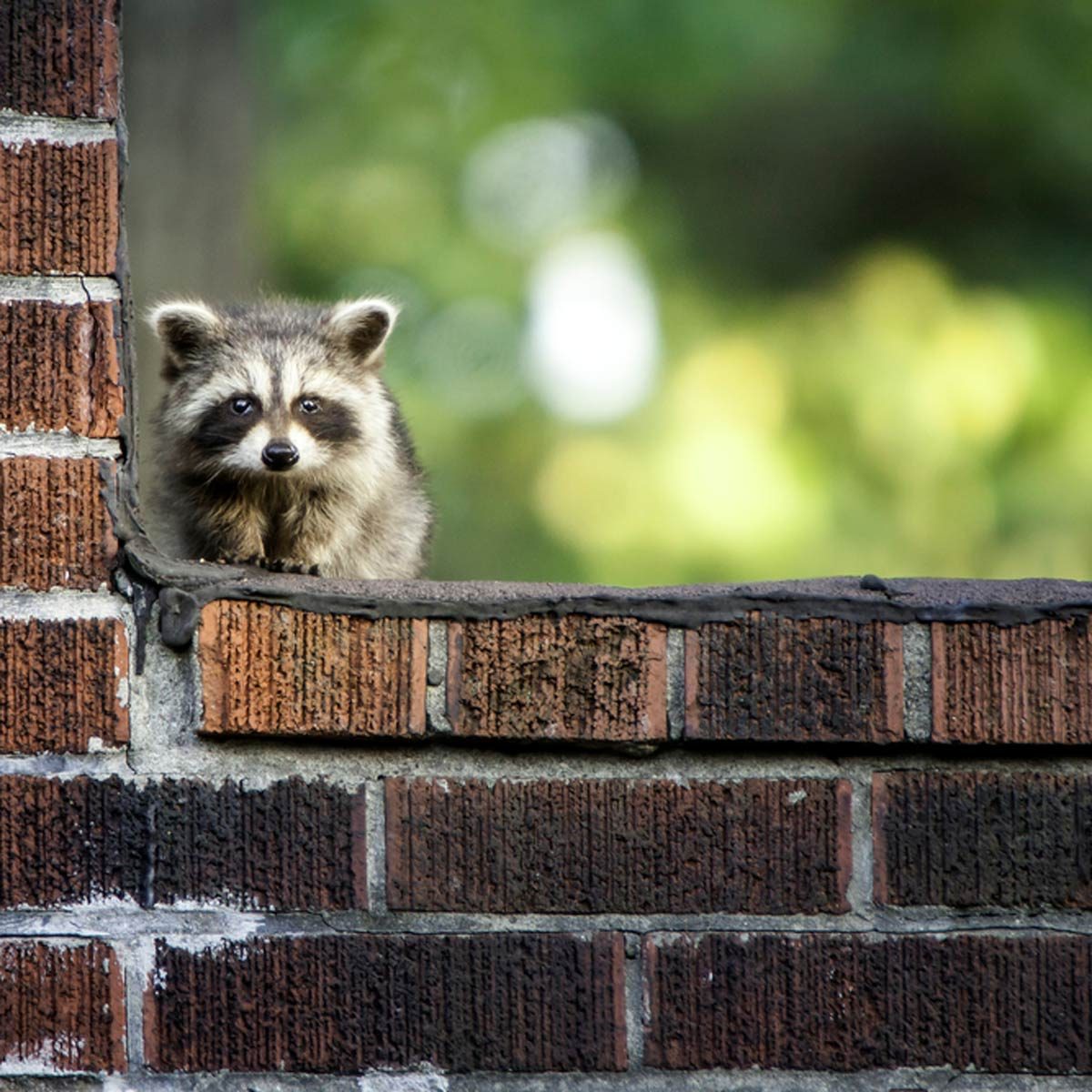 How To Get Rid of Raccoons