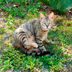 Safe, Effective Ways to Keep Stay Cats Out of Your Yard