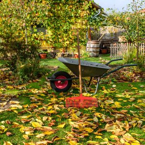 A wheelbarrow and a rake stand on a lawn covered with fallen yellow leaves, set against a backdrop of a yellow house and green plants.