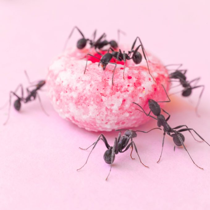 Several black ants are crawling over a pink, round object with a textured surface, set against a soft pink background.