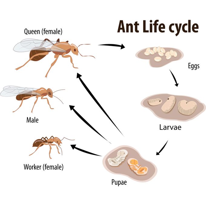 Illustrations of various ant stages—queen, male, worker—showing their development from eggs to larvae to pupae, demonstrating the ant life cycle process.