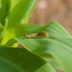 How to Get Rid of Armyworms in Your Yard