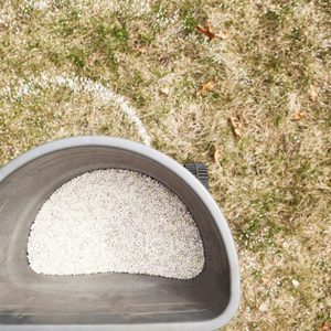 A gray container holds small white granules, while scattered granules cover the dry, brown grass below, hinting at recent lawn treatment.