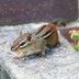 How To Get Rid of Chipmunks