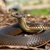 3 Safety Tips If You See a Snake Near Your Camp