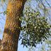 Should You Try To Grow Mistletoe?