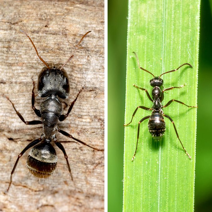 Two black ants are positioned on different surfaces: one on wood, the other on a green leaf, showcasing intricate details of their bodies.