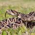 8 Types of Venomous Snakes in Your Yard