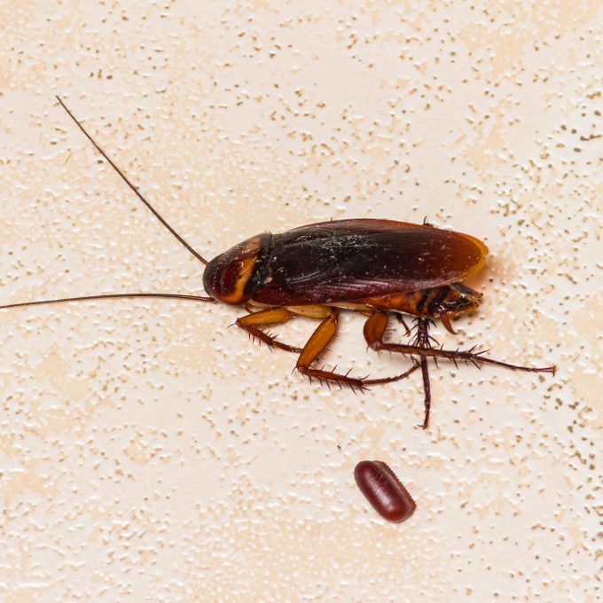 A large cockroach lies on a textured, light-colored surface, next to a small red object, possibly an insect or egg.