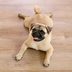 How To Choose the Best Flooring for Dogs