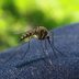 Can Mosquitoes Bite Through Clothes?