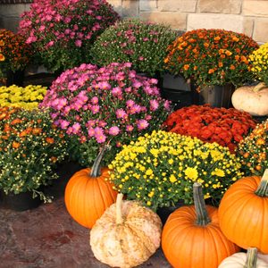 Flowers in vibrant colors bloom in pots, surrounded by various pumpkins on a rustic surface, creating a festive autumn display.