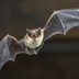 Do Bats Carry Rabies?