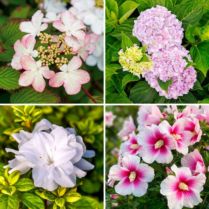 Cool New Shrubs To Grow In Your Yard