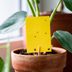 How to Get Rid of Houseplant Gnats