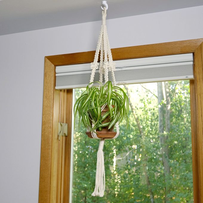 How To Hang A Plant From The Ceiling