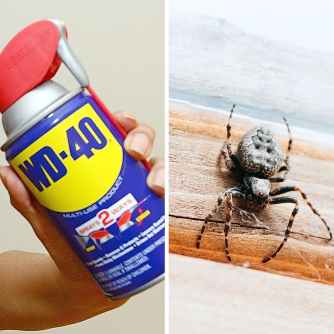 Can Wd 40 Can Keep Spiders And Ants Away Gettyimages 1488434420 1372825251 Sq