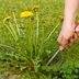 How To Get Rid of Dandelions in Your Lawn