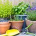 14 Plants That Repel Mosquitoes