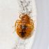 What Causes Bed Bugs?