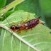 How To Get Rid of Earwigs in the Home and Yard