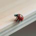 How to Get Rid of Ladybugs