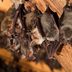 How To Get Rid of Bats in the Attic