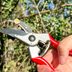 Felco Pruners Review: We Tried It and Got the Cleanest Cuts Around