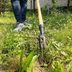 Grampa's Weeder: The Best Stand Up Weed Puller for Effortless Weeding